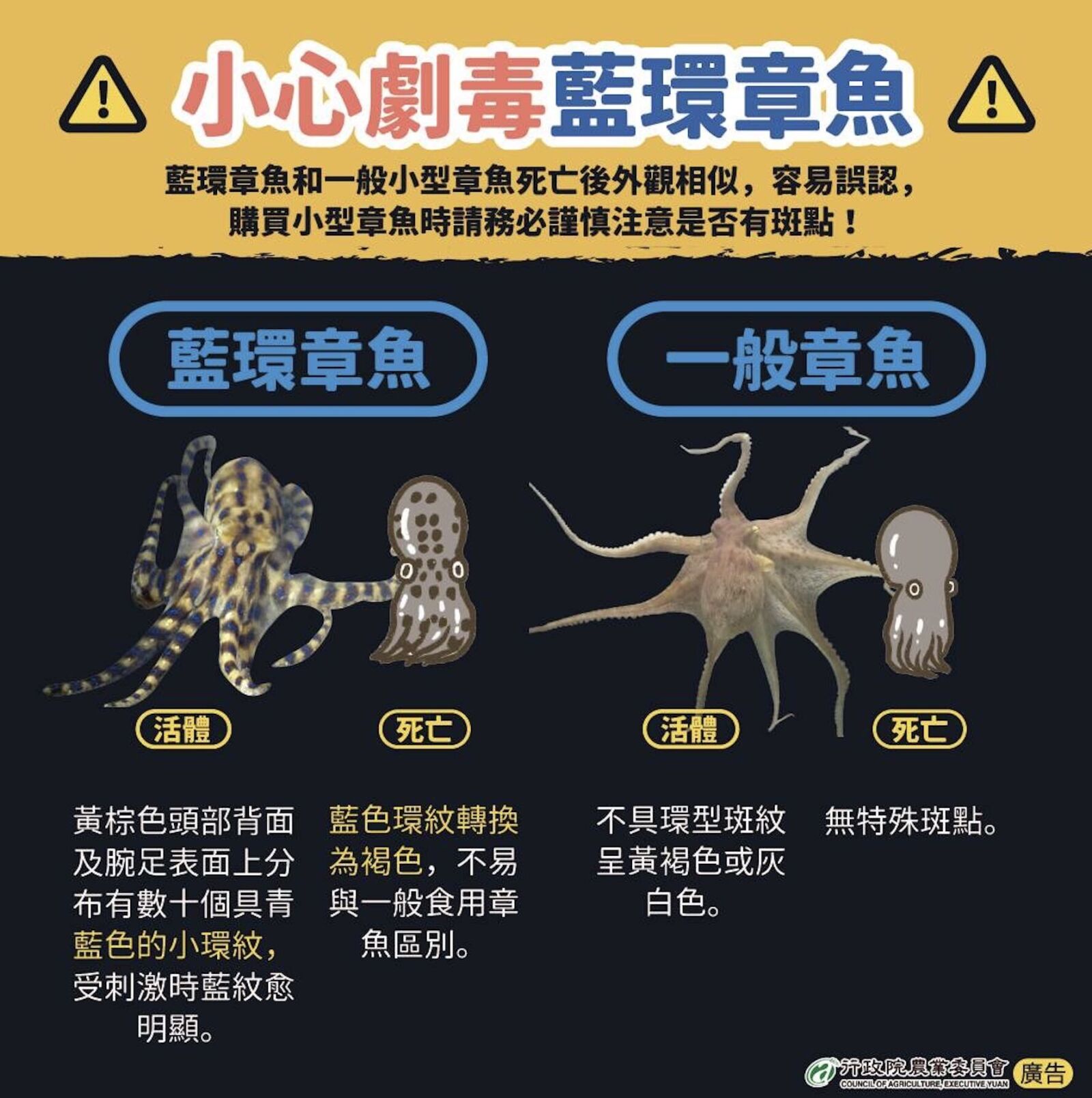 藍環章魚近年變多「台海第一毒」! 專家曝保命關鍵24小時 242 藍環章魚近年變多「台海第一毒」! 專家曝保命關鍵24小時 241