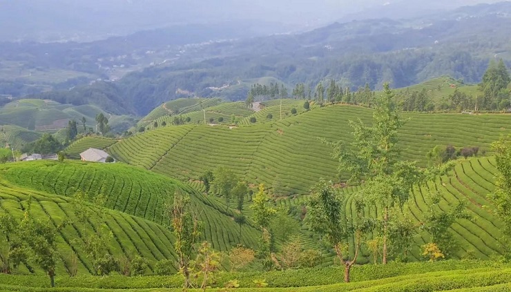 ▲湖北恩施鹤峰的茶山。