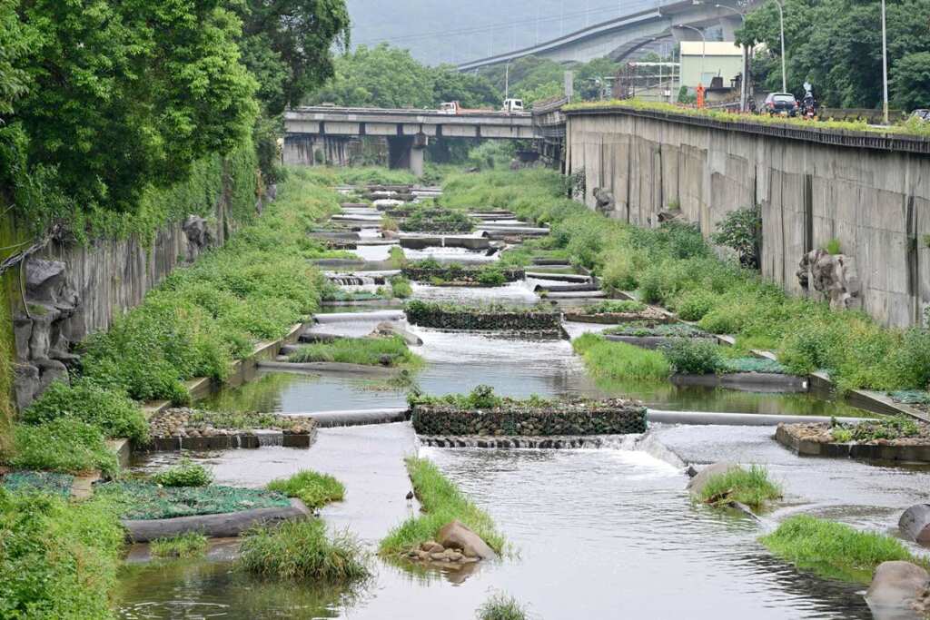 ▲新北市政府以「近自然工法」營造大窠坑溪水域型態及棲地條件,還原河道景觀,讓紅冠水雞、翠鳥、黃綠澤蟹等達82種生物在此棲息。