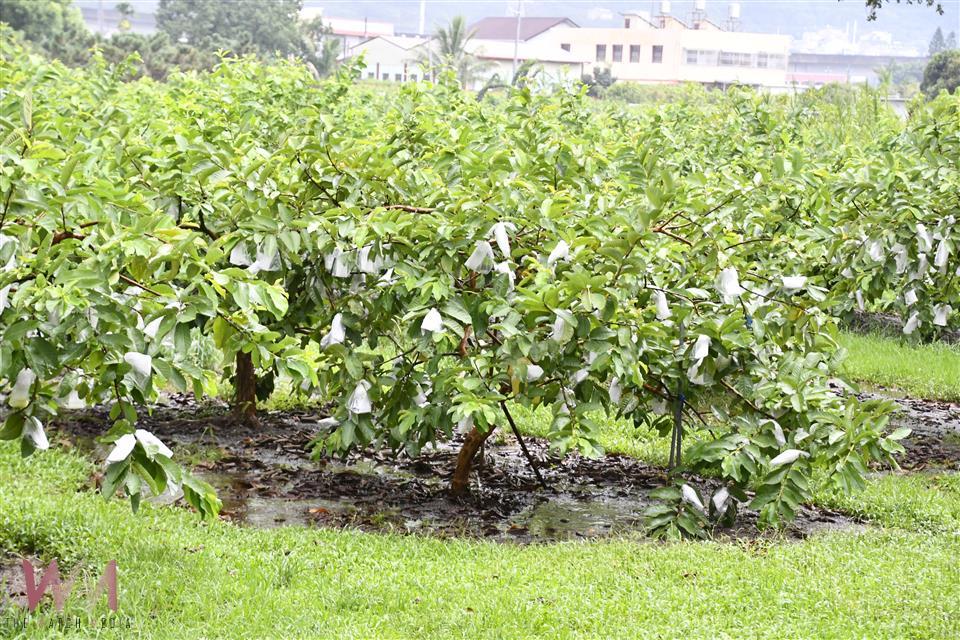 芭樂泡水全毀　卓榮泰赴彰化勘災籲速援農民 - https://www.watchmedia01.com