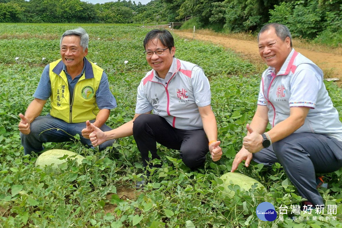 桃園市政府秘書長溫代欣下田體驗西瓜採收。<br /><br /> 