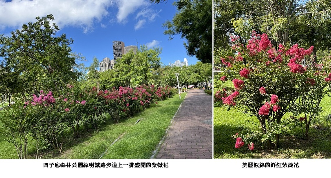 高雄市凹子底公園紫薇花盛開
