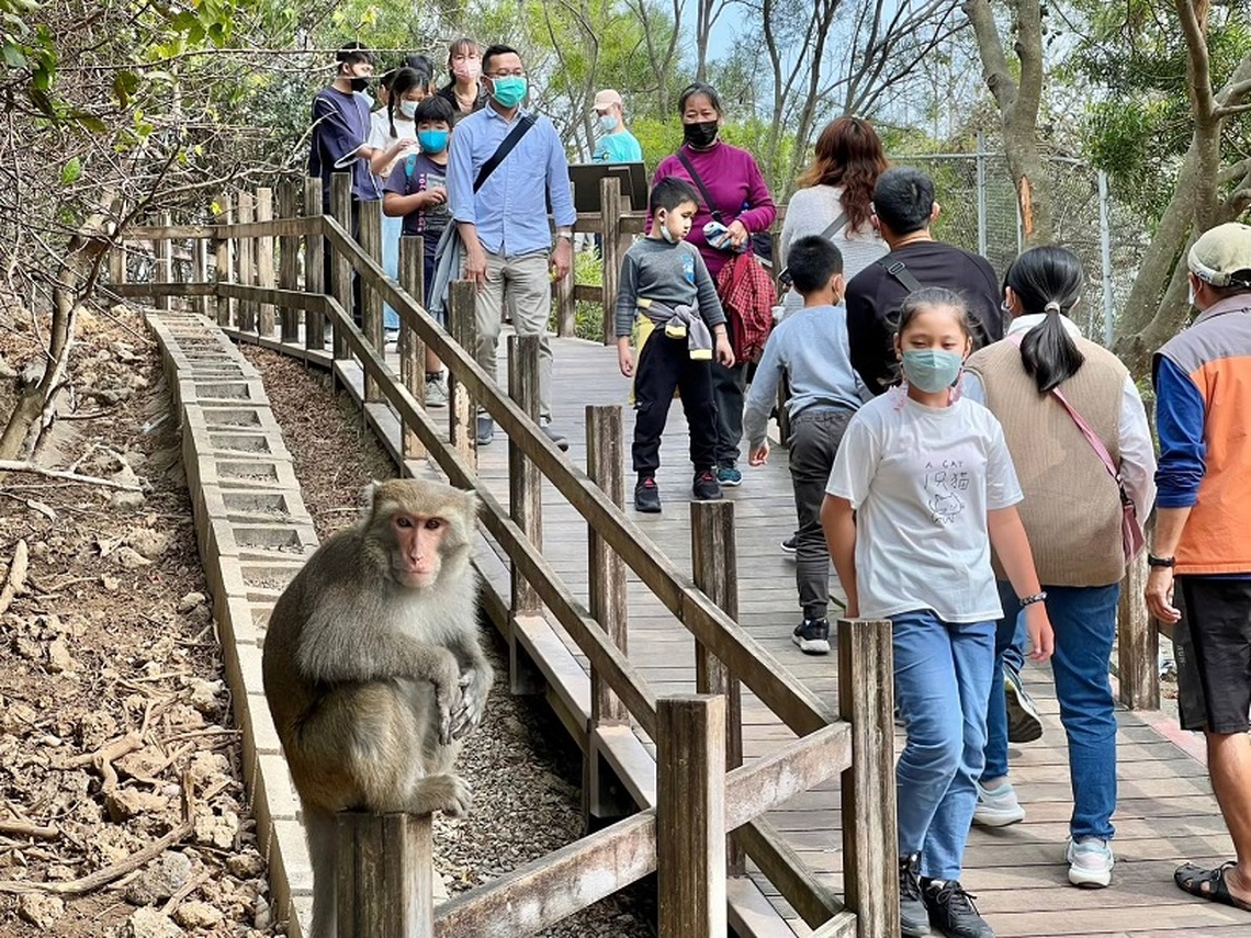 宣導人猴共存 壽山動物園徵金句 「光室咖啡」周年慶