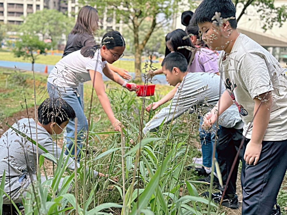 六都第一 新北再登五星食育城市 9 《圖說》新市國小5年級食農教育進行臺灣油芒除草施肥。〈教育局提供〉