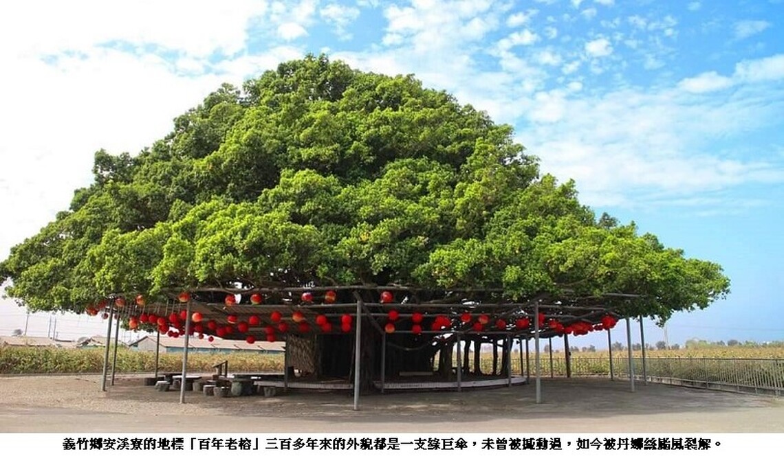 南台灣最美的綠巨傘「安溪寮百年老榕」被丹娜絲颱風裂解了