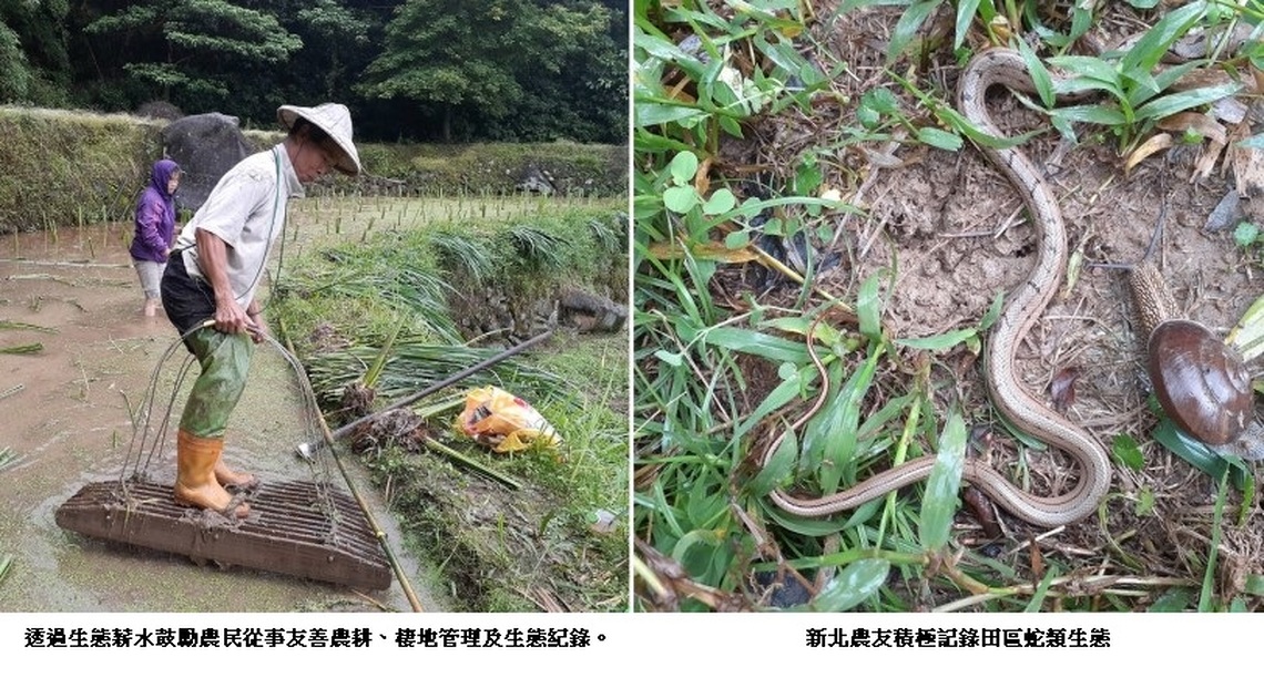 世界蛇日呼籲棲地保育 新北農友積極記錄田區蛇類生態