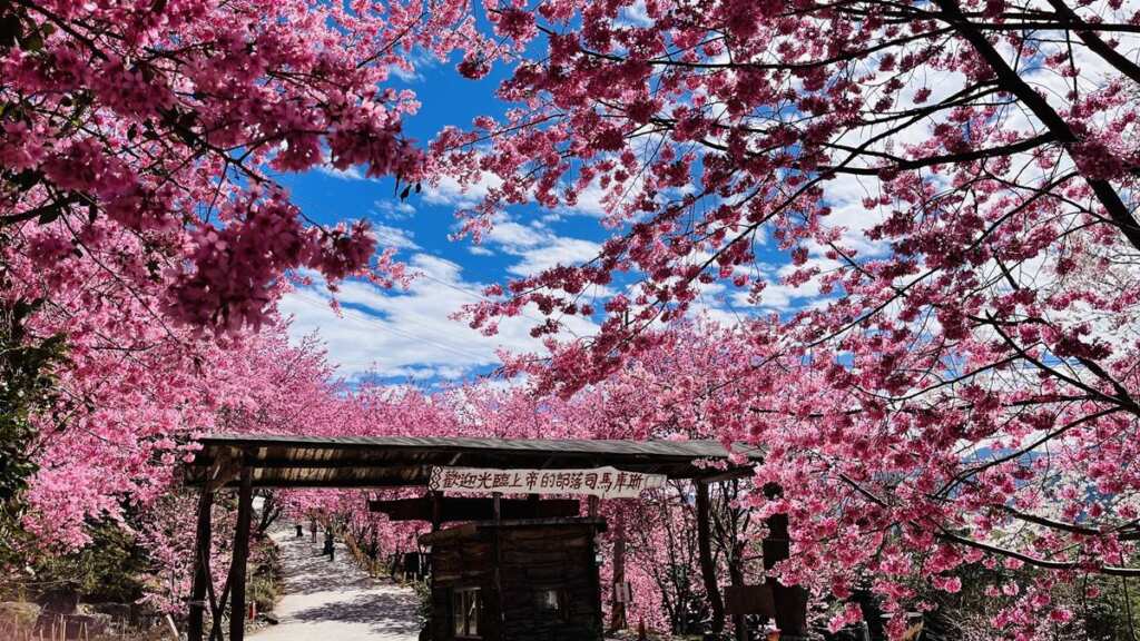 ▲司馬庫斯櫻花盛放的部落時光。