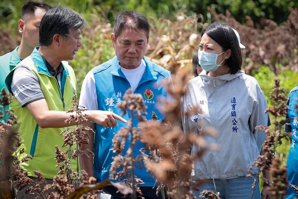 苗栗高粱農損 鍾東錦爭取每公頃最高補助近10萬元 210 苗栗高粱農損 鍾東錦爭取每公頃最高補助近10萬元 209
