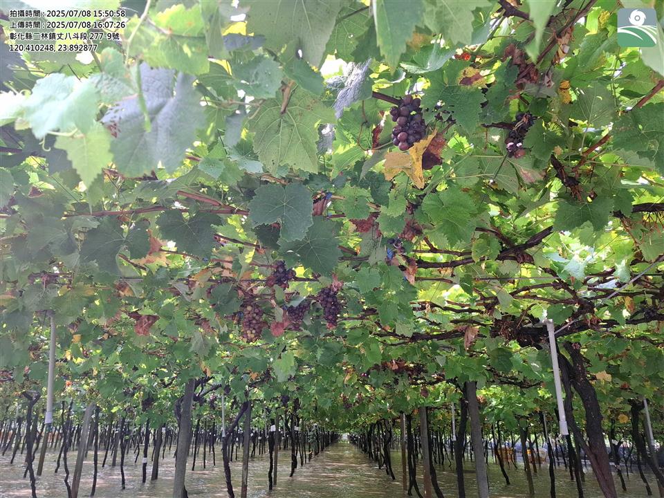 豪雨重創釀酒葡萄與木瓜 縣府籲農民儘速申報補助 - https://www.watchmedia01.com