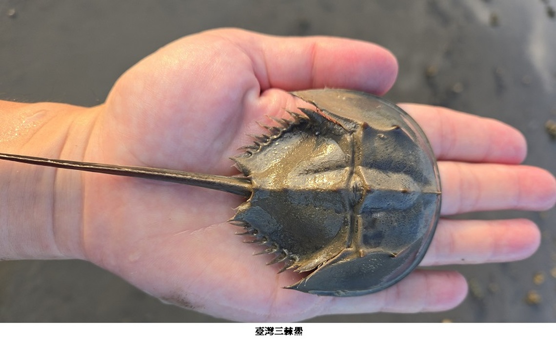 復育台灣「活化石」鱟類 中山大學張懿獲海洋保育貢獻楷模獎