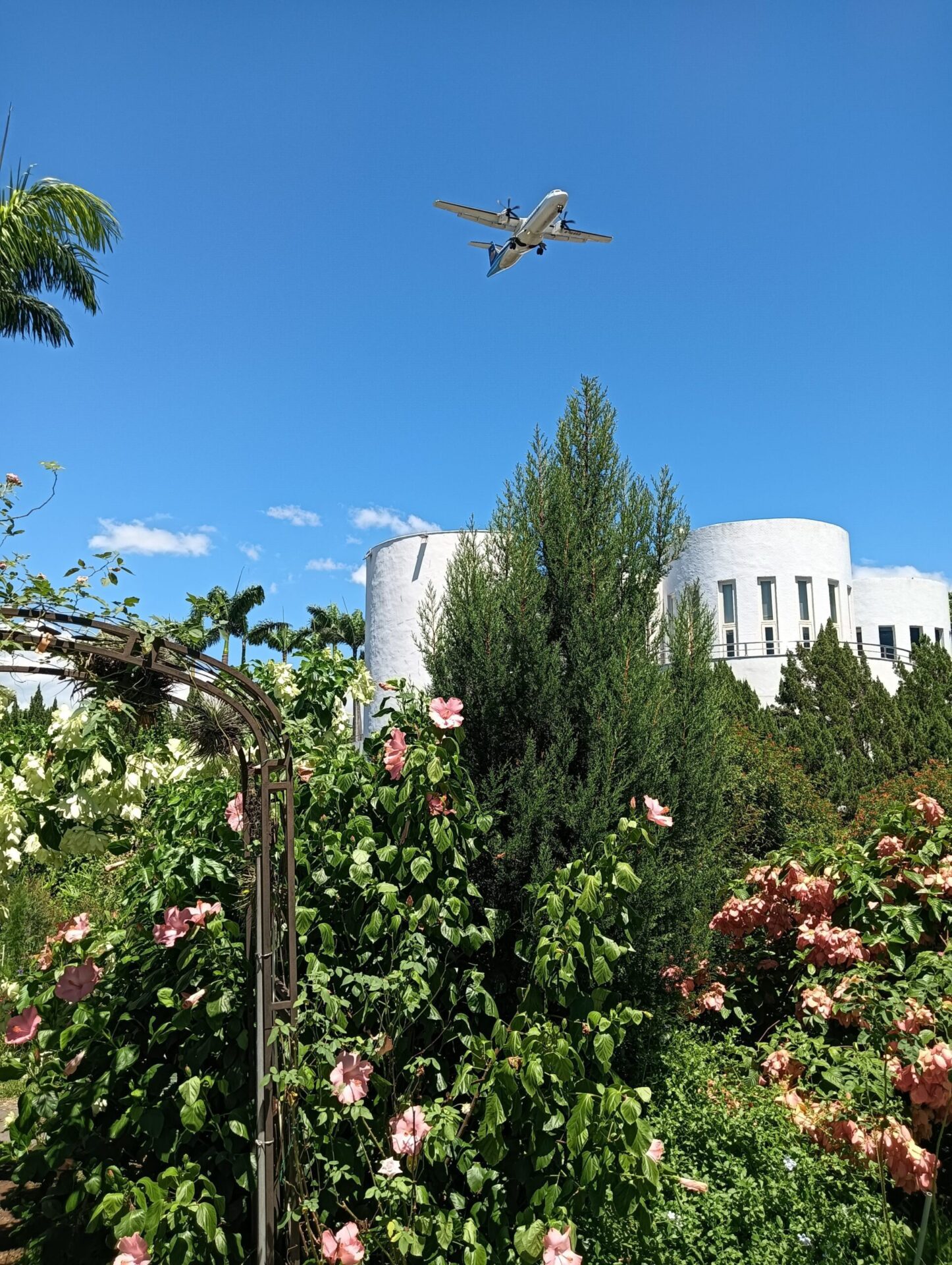 飛機越頂花香滿園 這個夏天新生公園超Chill