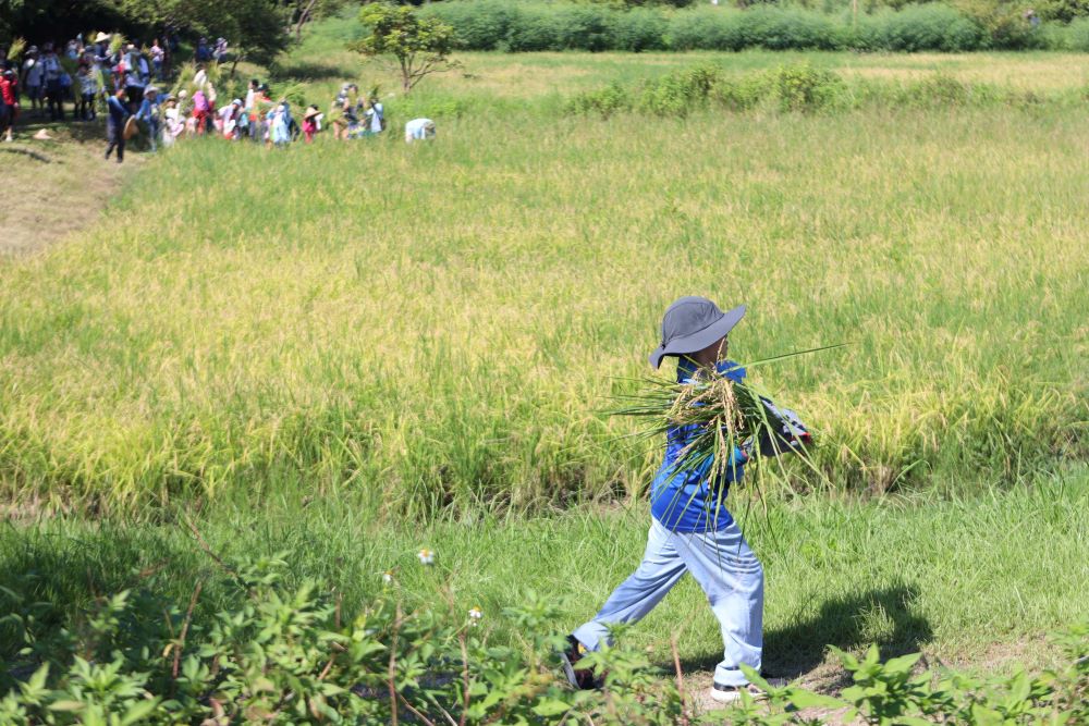 保護環境節能減碳 新北濕地割稻趣7/19報名 4 《圖說》「最萌小農夫」割稻體驗樂趣多。〈高灘處提供〉