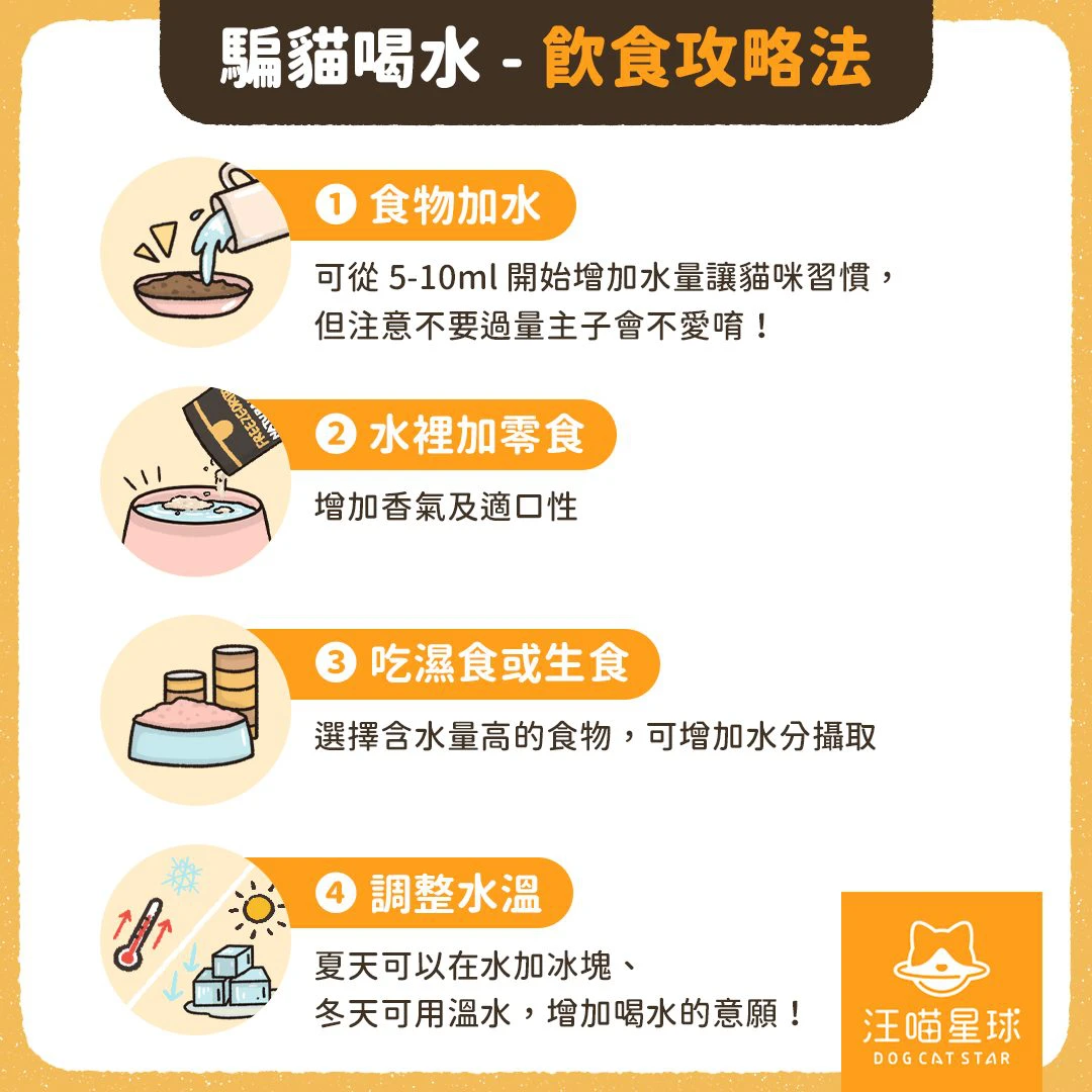 台灣飆高溫,毛小孩中暑激增!專家與獸醫提醒:3大熱傷害警訊別再忽略 3 114071812