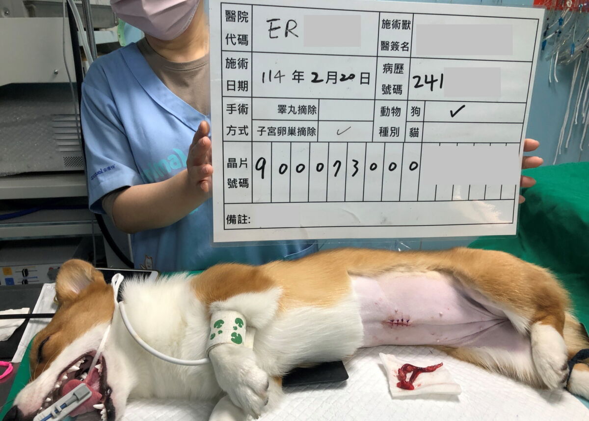 圖/飼主申請新北絕育補助之術後示範照片。(新北市政府動保處提供)