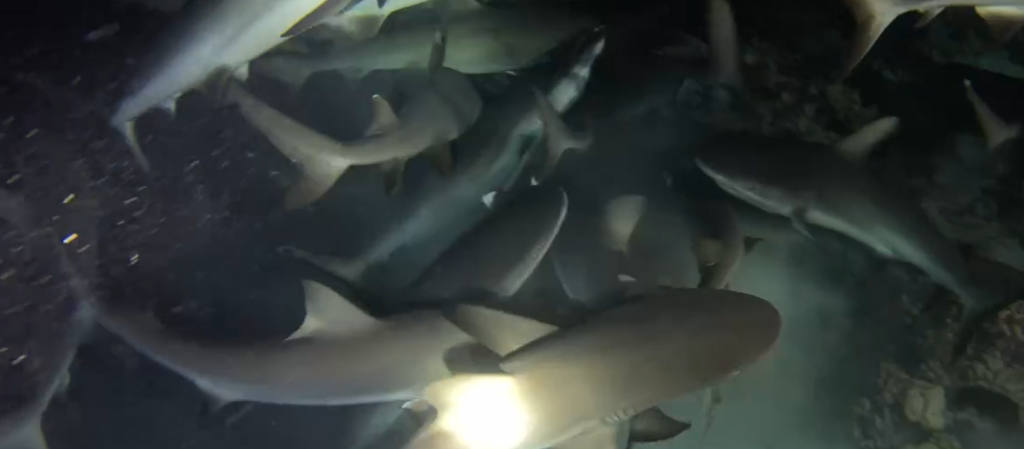 獨家／潛水天花板！台資深潛水員目睹罕見「百隻鯊魚」群體獵食畫面