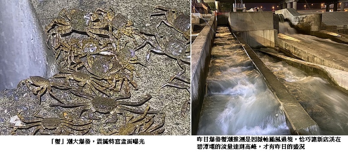 「蟹」潮大爆發！碧潭堰直擊 毛蟹瘋狂爬 震撼畫面曝光