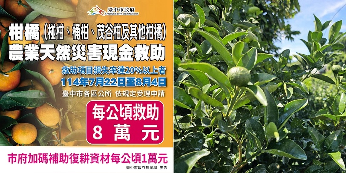 中市椪柑受天然災害影響 中市農業局提醒：8/4前可申請現金救助