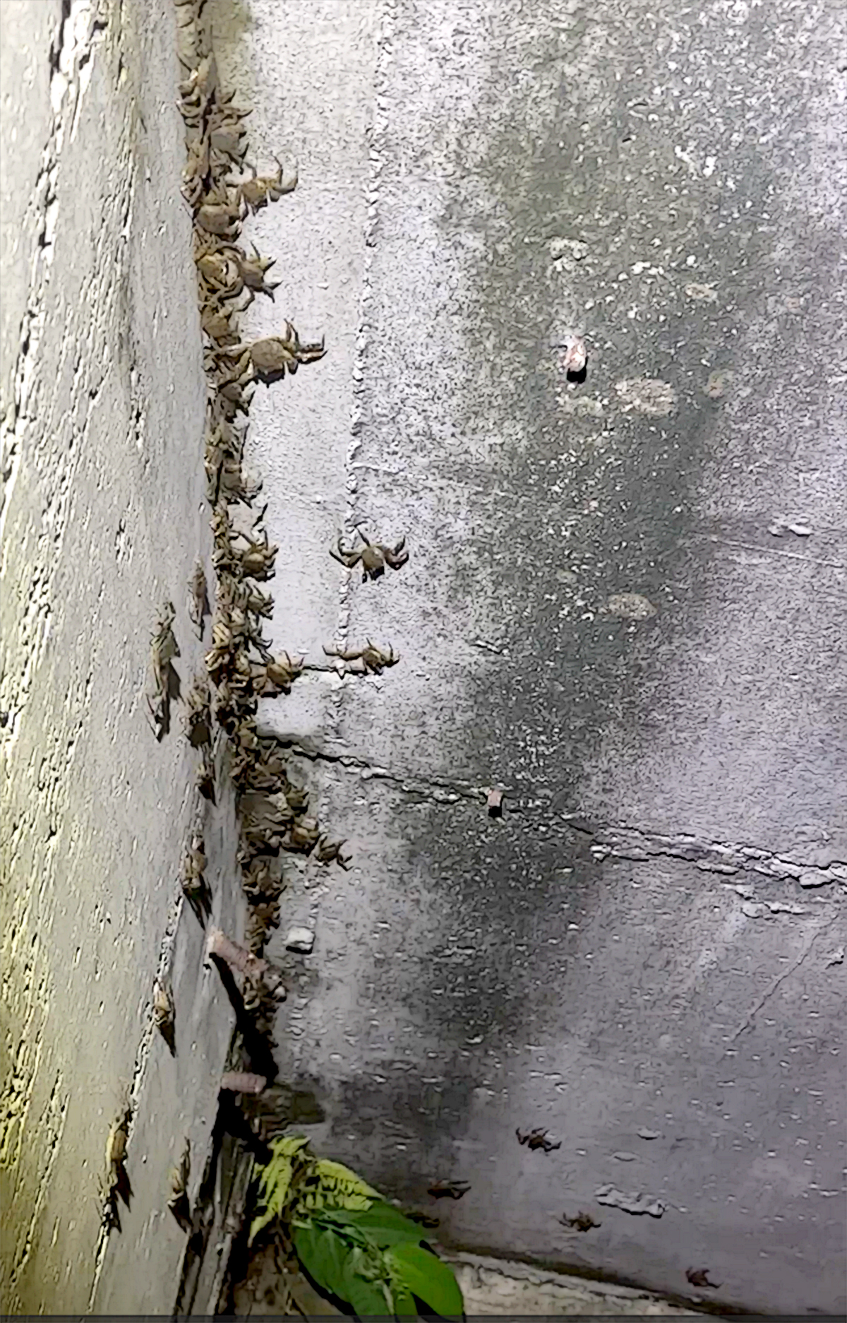 「蟹」潮大爆發!碧潭堰直擊毛蟹洄游 震撼畫面曝光 - https://www.watchmedia01.com