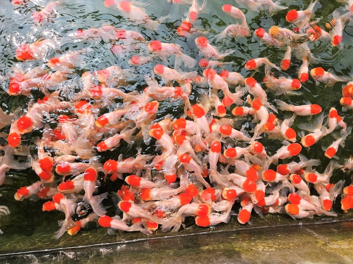 年產值超過十億、產量占全台七成  屏東觀賞魚蓬勃生機 游向世界舞台
