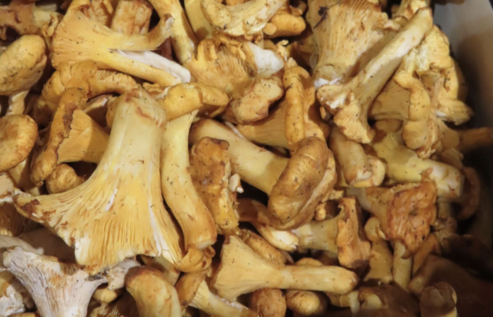 大廠進口出包！聯馥食品「黃蘑菇」輻射超標 順天堂「乾燥薄荷」農藥違規 223