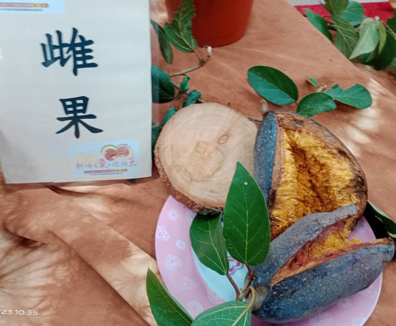 記者會中展示原生種愛玉的生態奧秘,令人眼目大開。(圖/記者黃溎芬攝)