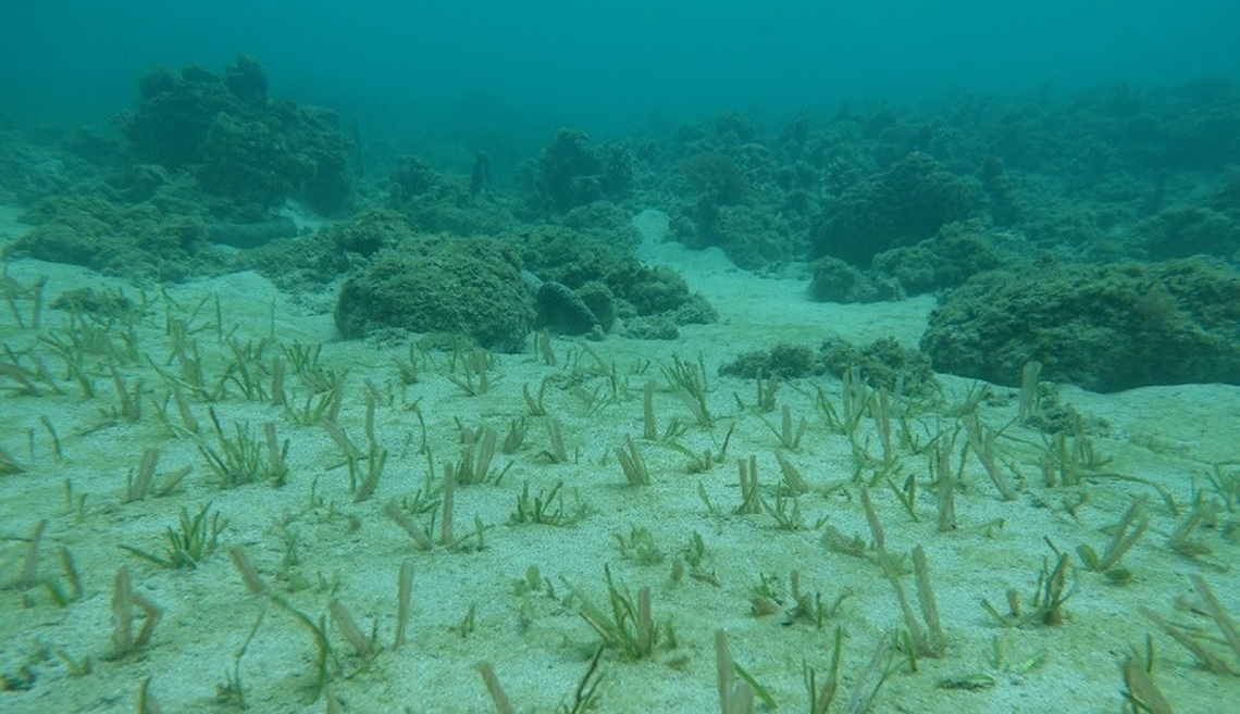 海草復育與紅樹林植林方法學正式通過 開啟藍碳治理新契機