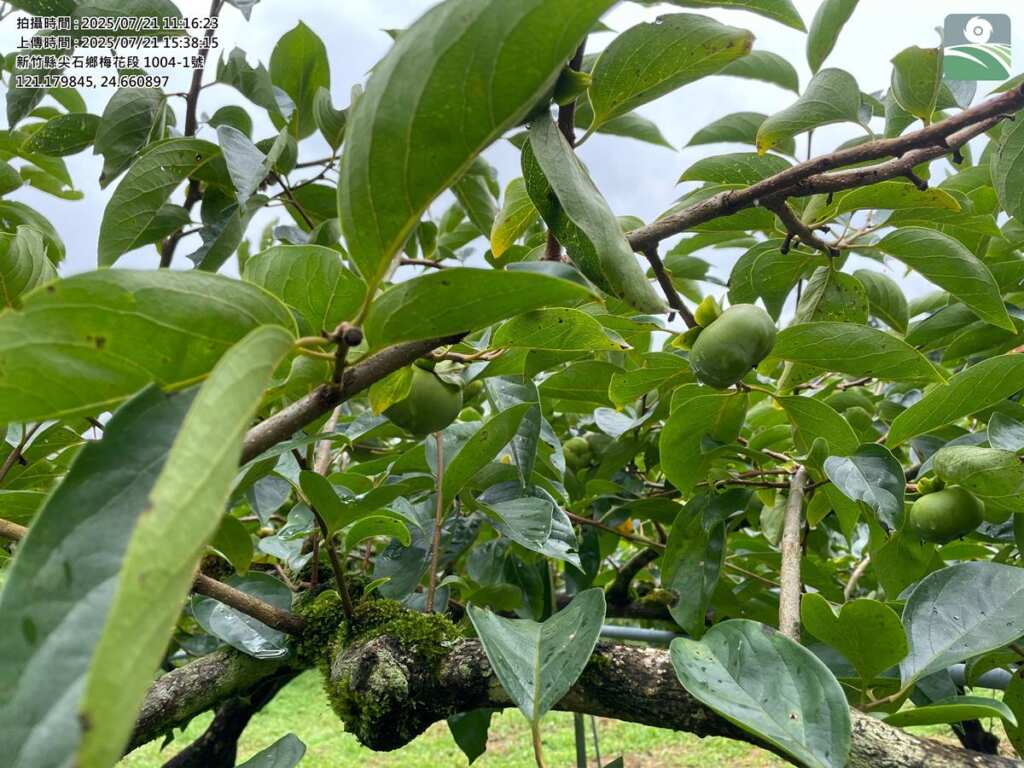 ▲竹縣尖石甜柿今年4、5月受雨害,天然災害現金救助明起申請。