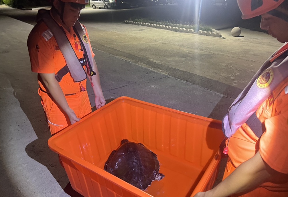 欖蠵龜被困舊漁網 海巡馳援送收容中心守護藍海生命 196 cnews204250728a08