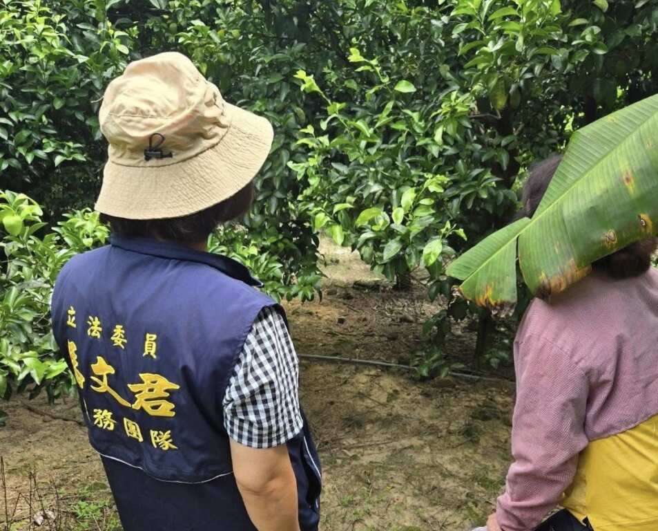 ▲3-4月低溫導致南投桶柑及柑橘災損，農業部核定現金救助7/30起開放申請。