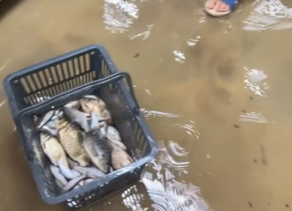 影/草屯淹水!溪暴漲「整群魚沖進超商」 民眾撈起放購物籃野放