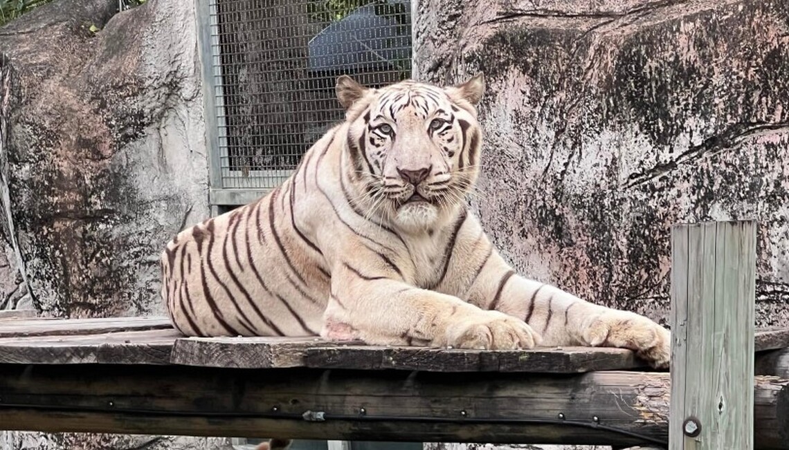 壽山動物園萌虎出動推保育 紙風車劇團8/2旗糖農創園區上演老虎劇碼
