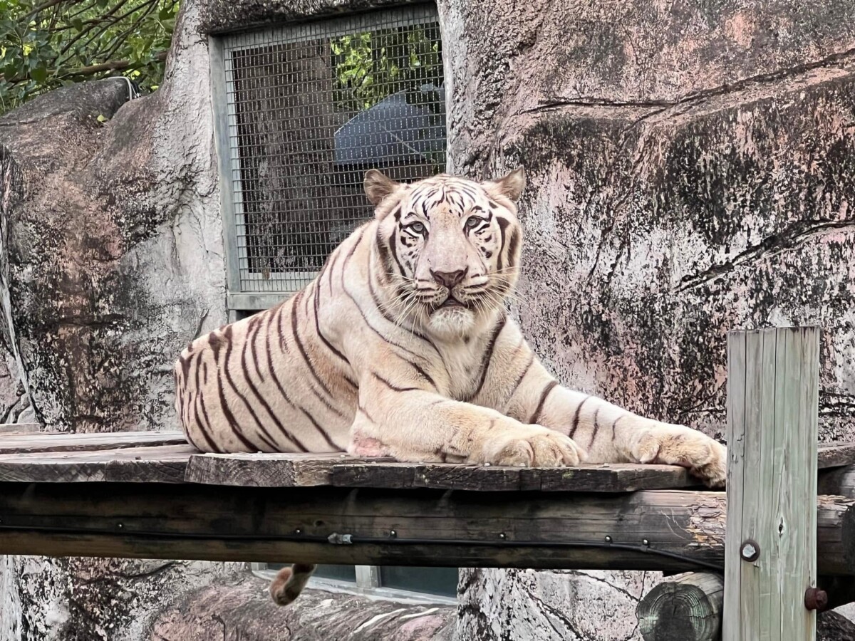 ▲圖說: 圖1 壽山動物園的白老虎「昭海」 。( 記者李堂安攝)