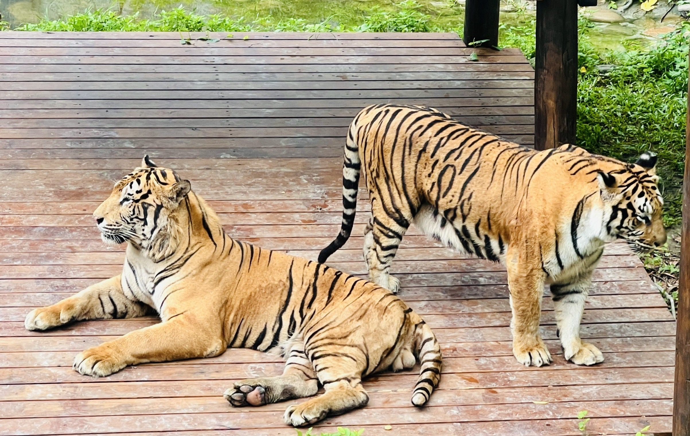 壽山動物園萌虎出動推保育　紙風車劇團8/2旗糖農創園區　上演老虎劇碼