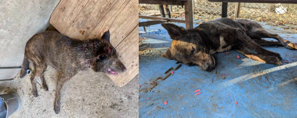 台中霧峰傳驚毒蛇橫行！還咬死犬隻-動物協會質疑有人放生毒蛇