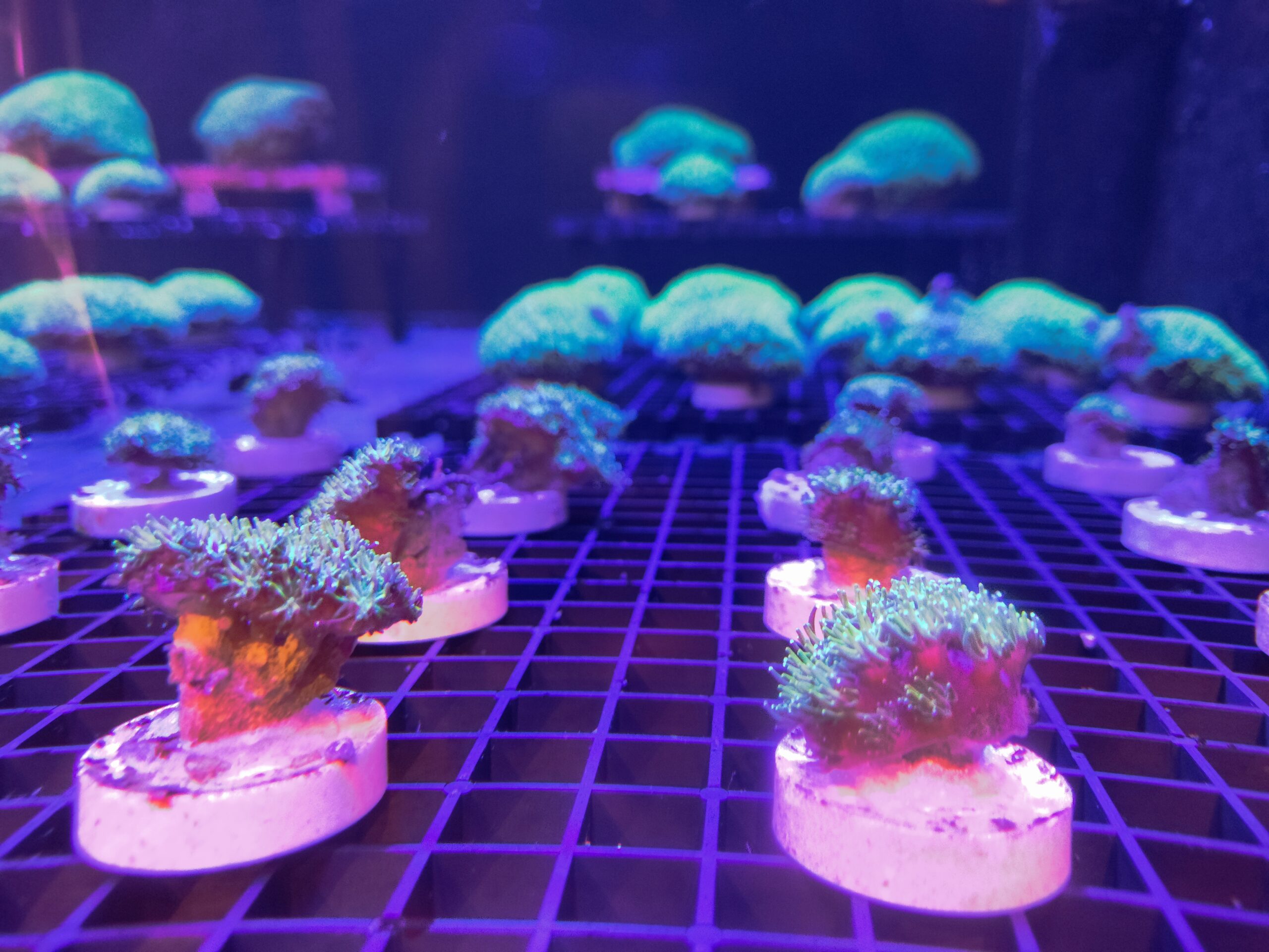 海科館推出《碳索海洋-平衡與永續》特展 一窺碳匯與珊瑚奧秘 特展呈現珊瑚復育不同成長階段的成果,展現繽紛的海洋生命力 scaled