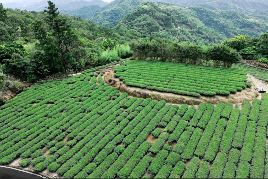 新北市坪林區四面環山、雲霧繚繞,茶園層層疊翠,展現「百萬冠軍茶故鄉」的自然風土與深厚產業底蘊。(圖/新北市政府提供)