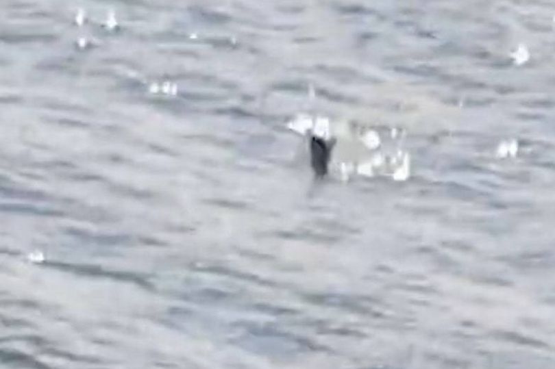 影／尼斯湖水怪再次現身？遊客湖畔散步拍下神秘黑色身影　驚喊：那是什麼