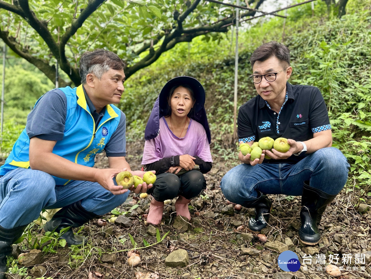 立法院副院長江啟臣前往台中東勢現勘甜柿農損情形。