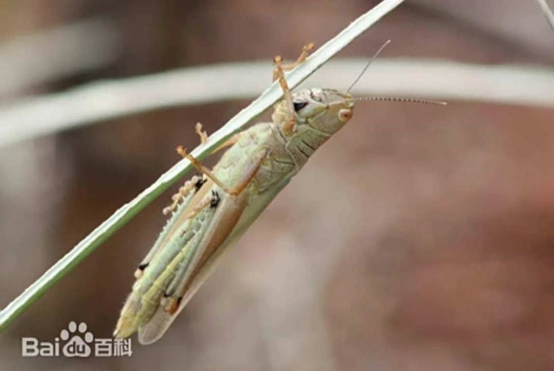 新北近期出現「異歧蔗蝗」 北市府呼籲市民無需緊張!