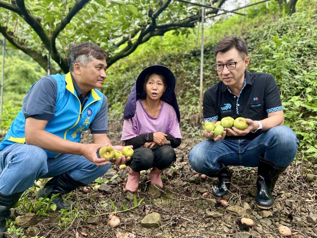 關心東勢果園大雨農損   江啟臣爭取全品項補助