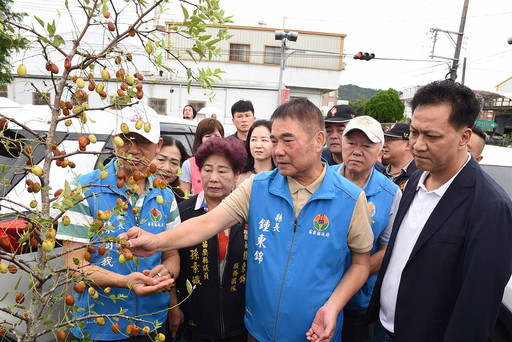 苗栗紅棗受高溫暴雨損4成 鍾東錦今請命中央加碼補助 232 苗栗紅棗受高溫暴雨損4成 鍾東錦今請命中央加碼補助 231