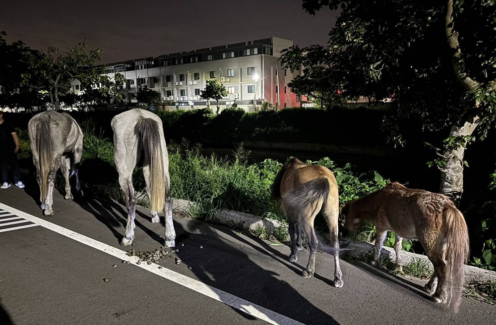 馬兒逛大街 警民聯手護馬等飼主1小時 223 cnews204250806a01