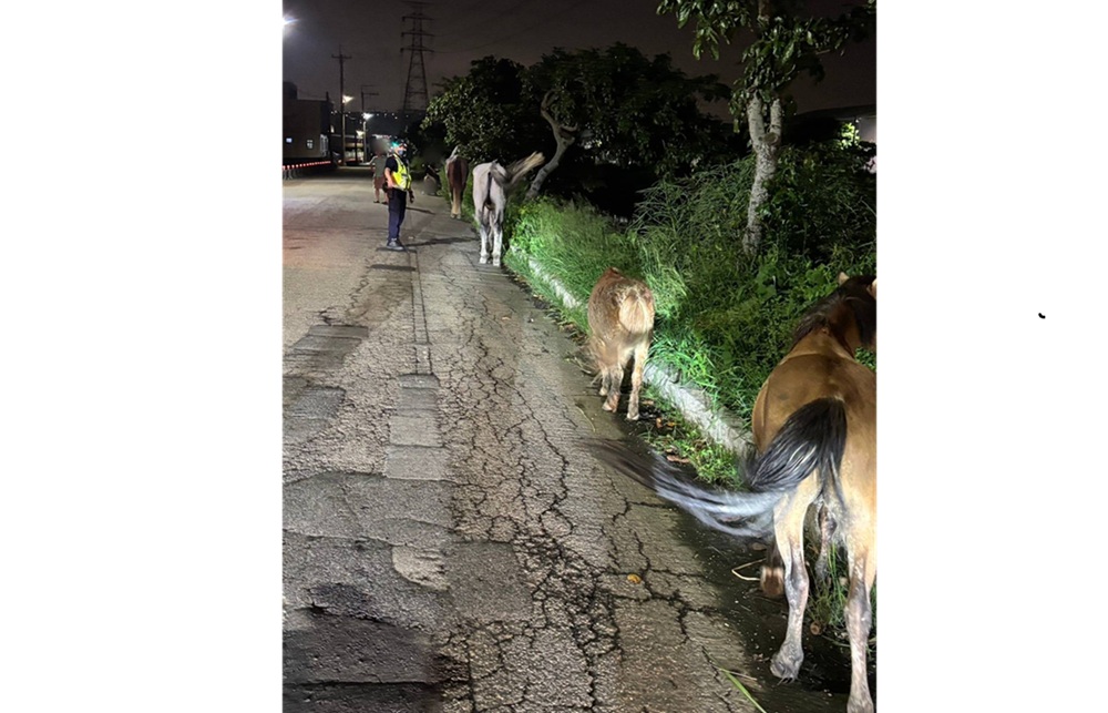 馬兒逛大街 警民聯手護馬等飼主1小時 224 cnews204250806a02