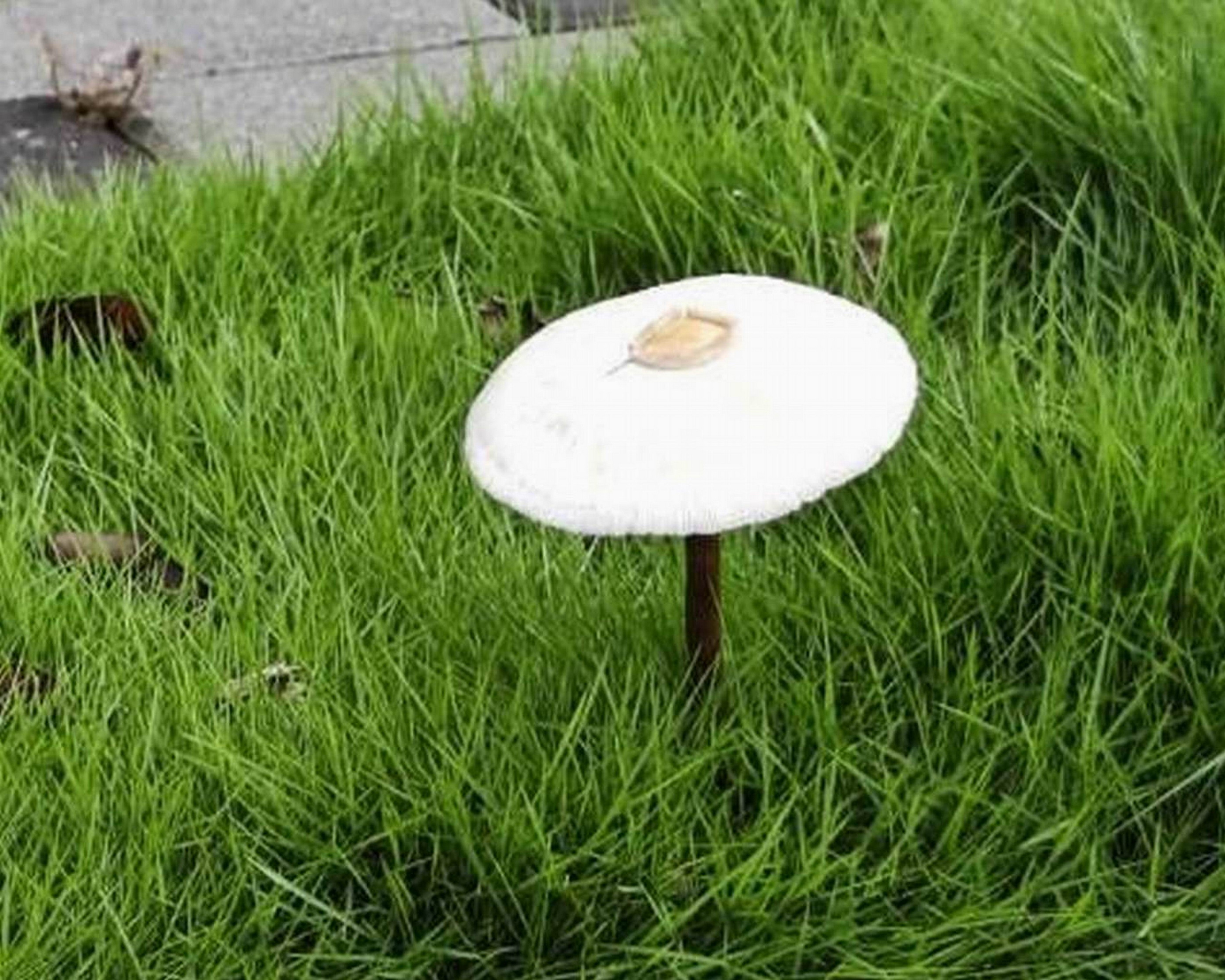 彰化香菇雨奇景！枯樹長靈芝、掃把冒菇　民眾驚呼比高雄更猛