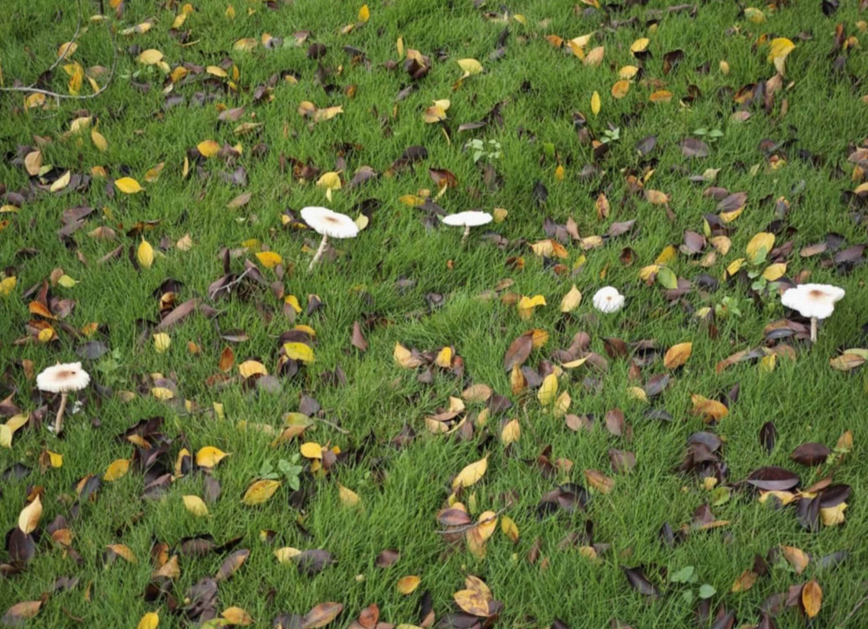 彰化香菇雨奇景！枯樹長靈芝、掃把冒菇　民眾驚呼比高雄更猛 - https://www.watchmedia01.com