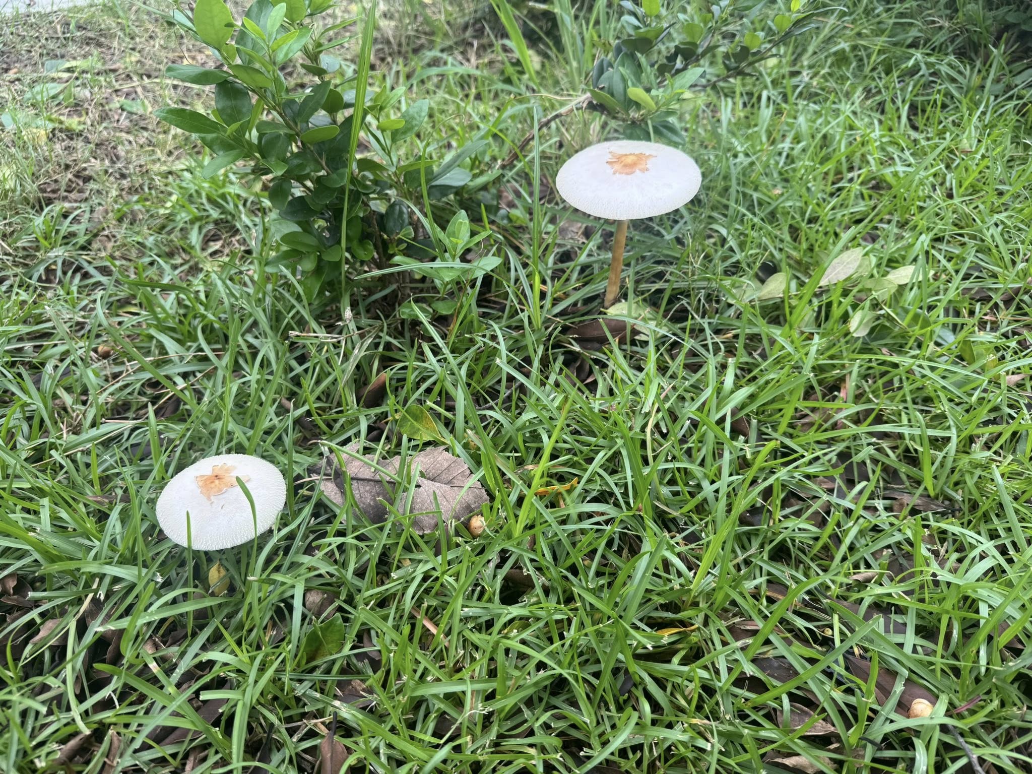 彰化香菇雨奇景！枯樹長靈芝、掃把冒菇　民眾驚呼比高雄更猛 - https://www.watchmedia01.com