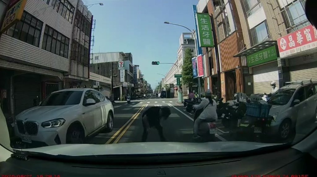 影/想碰瓷?男過馬路遇車突倒下「起身拍引擎蓋」喊別走 全被行車紀錄器拍下