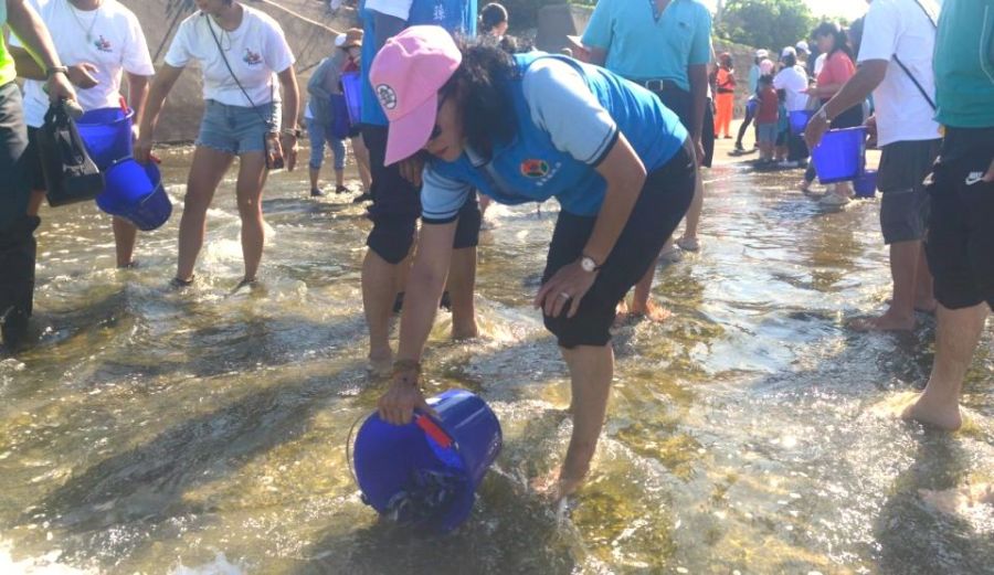 苗栗海洋觀光季 魚苗放流復育海洋資源