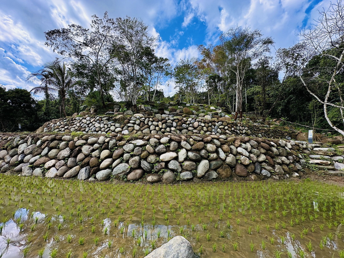 坪仔頂水梯田順應地勢修復，成為生態景觀。（水保署南投分署提供）