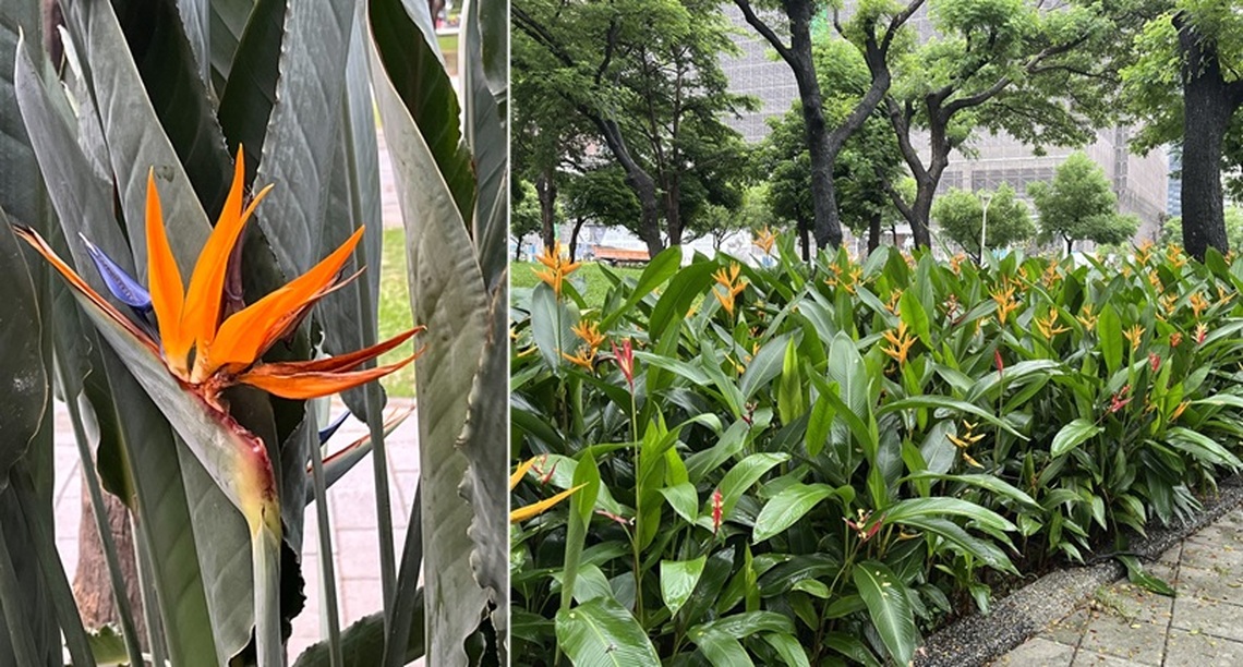 高雄市凹子底森林公園「鶴望蘭」(天堂鳥)花開迎人相映美